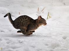 running cat