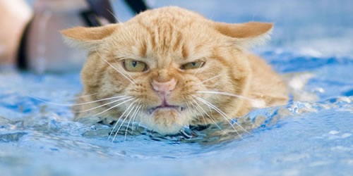 swimming-cat-lucy