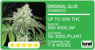 Exploring Cannabis Seeds North Dakota Cultivation, Benefits, and Regulations