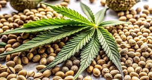 Exploring Cannabis Seeds North Dakota Cultivation, Benefits, and Regulations